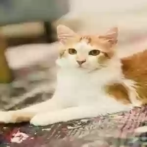 lost male cat ginger 
