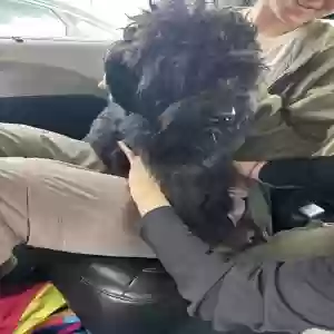 found male dog unknown