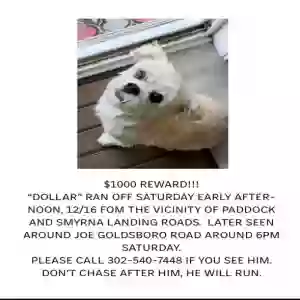 lost male dog dollar