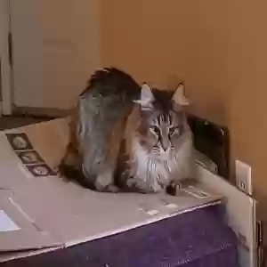 lost female cat kaia