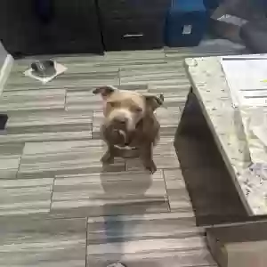 found male dog unknown