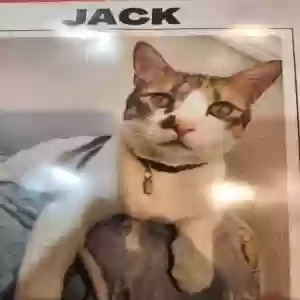 lost male cat jack