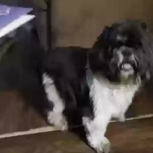 lost male dog rascal