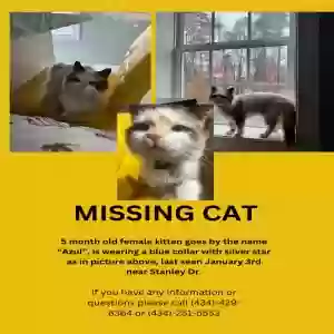 lost female cat azul or “kitty”