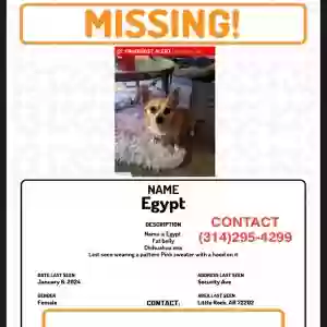 lost female dog egypt