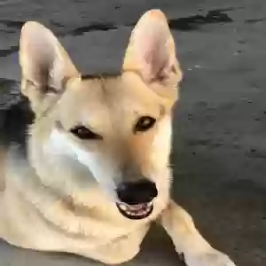 lost female dog sasha