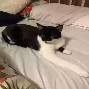 lost male cat moe