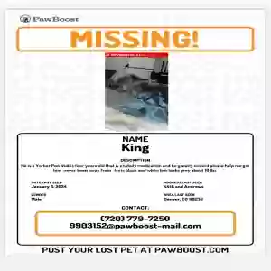 lost male dog king