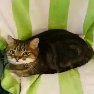 lost male cat sami