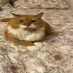 lost male cat rocco