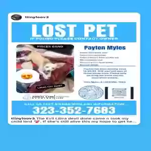 lost female dog payten myles