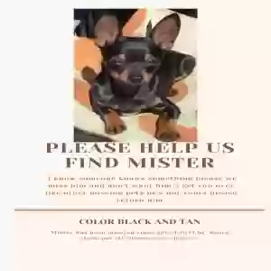lost male dog mister