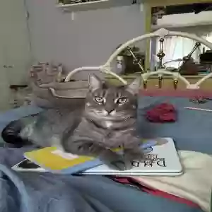 lost male cat frankie