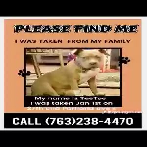 lost female dog teetee