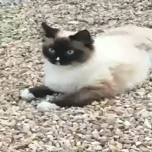 lost female cat sammy