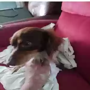 lost male dog manchas