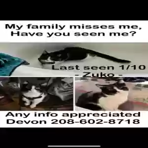 lost male cat zuko