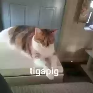 lost female cat tigger