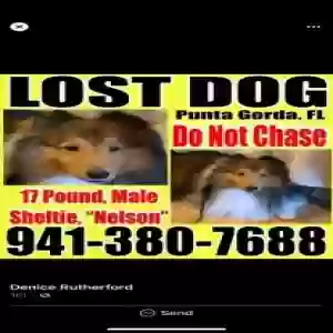 lost male dog nelson