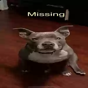 lost female dog roxy