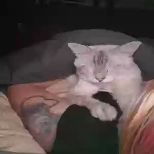 lost male cat týr