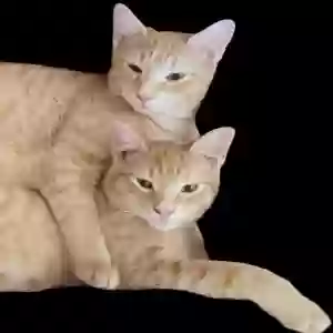 lost male cat george