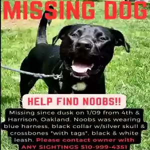 lost male dog anoobis aka noobs