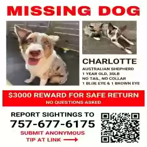 lost female dog charlotte