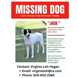 lost male dog jack