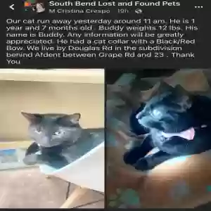 lost male cat buddy
