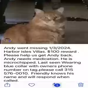 lost male cat andy