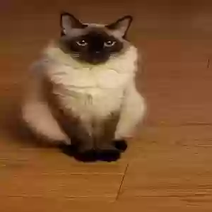 lost female cat ivy
