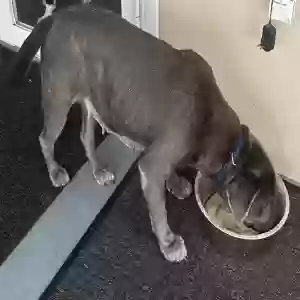 found female dog unknown