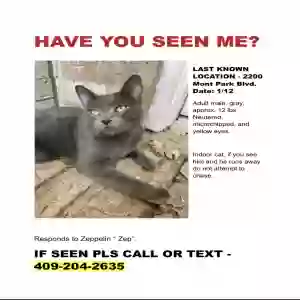 lost male cat zeppelin