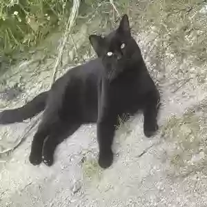 lost male cat pizzoski(pizzo)