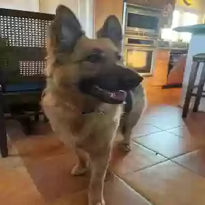 found female dog unknown