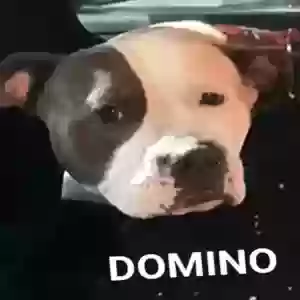 found male dog domino