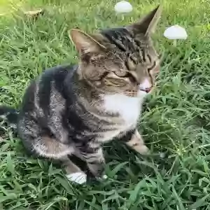 lost male cat river