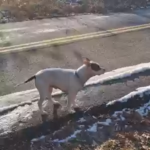 found female dog unknown