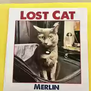 lost male cat merlin