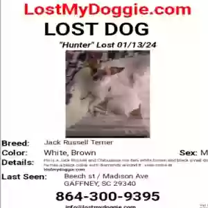lost male dog hunter