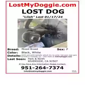 lost female dog lilah