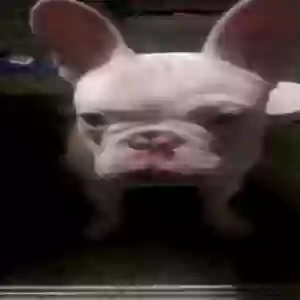 lost female dog snow
