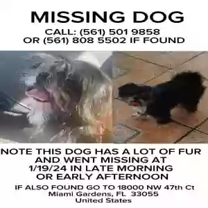 lost male dog jeyto