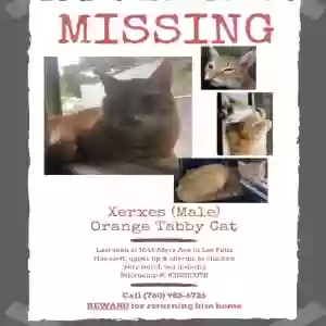 lost male cat xerxes