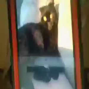 lost female cat panther