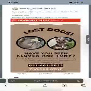 lost male dog klover and tony