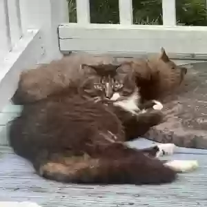 lost male cat marley