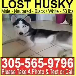 lost male dog buddy