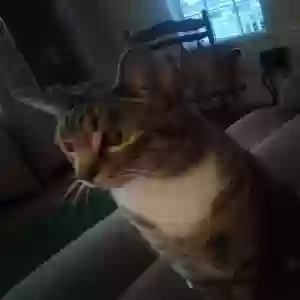 lost male cat umber